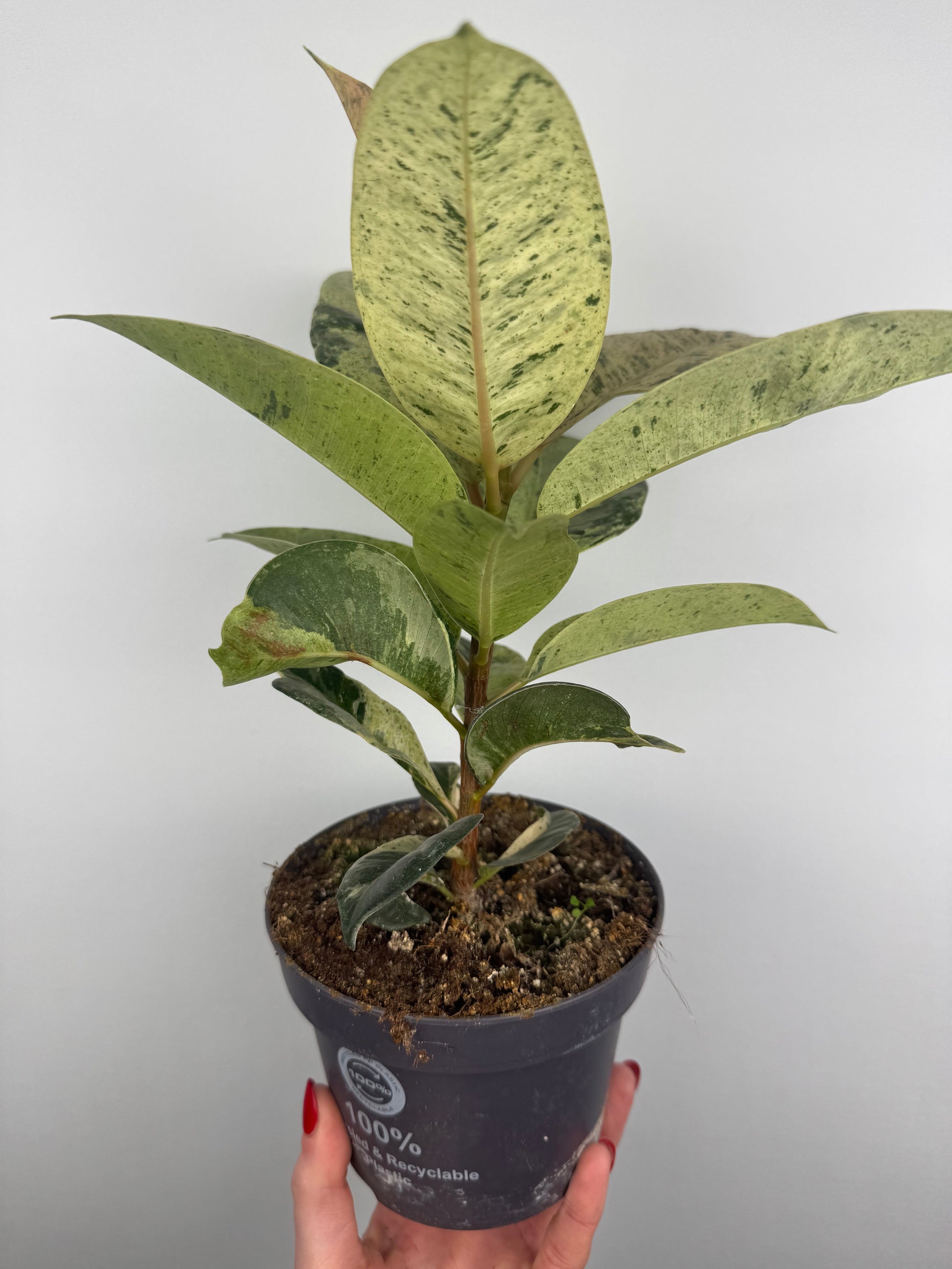 Ficus Shivereana Moonshine