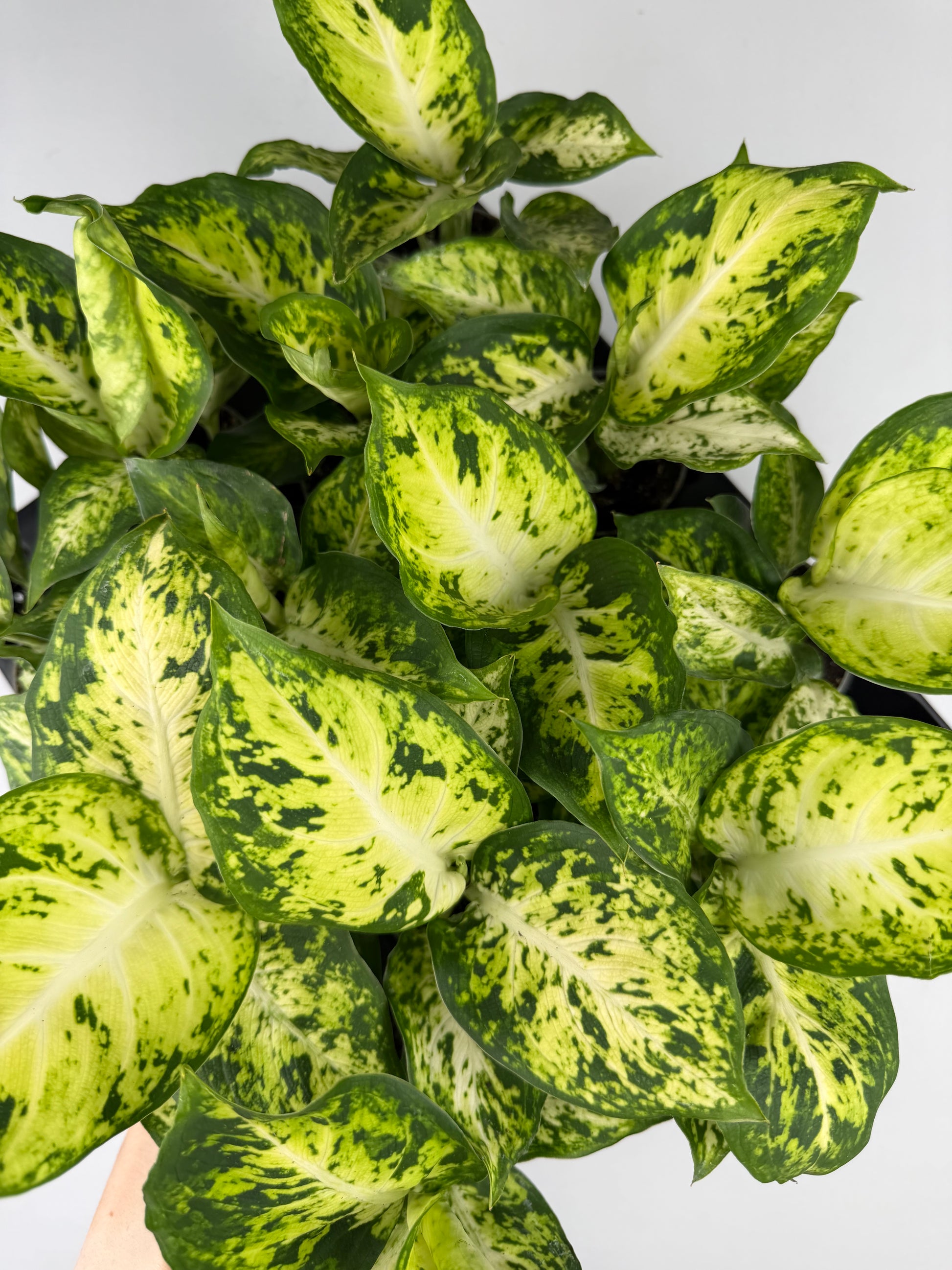 dieffenbachia maculate Dieffenbachia 'Amy' Maculata – Tropical Corner