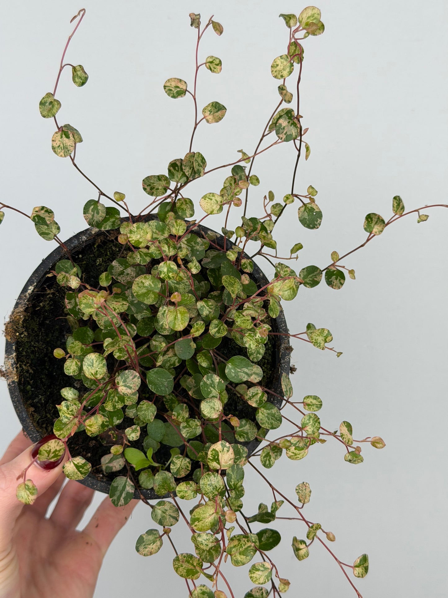 Muehlenbeckia complexa Mao'ri 'Pink Camouflage'