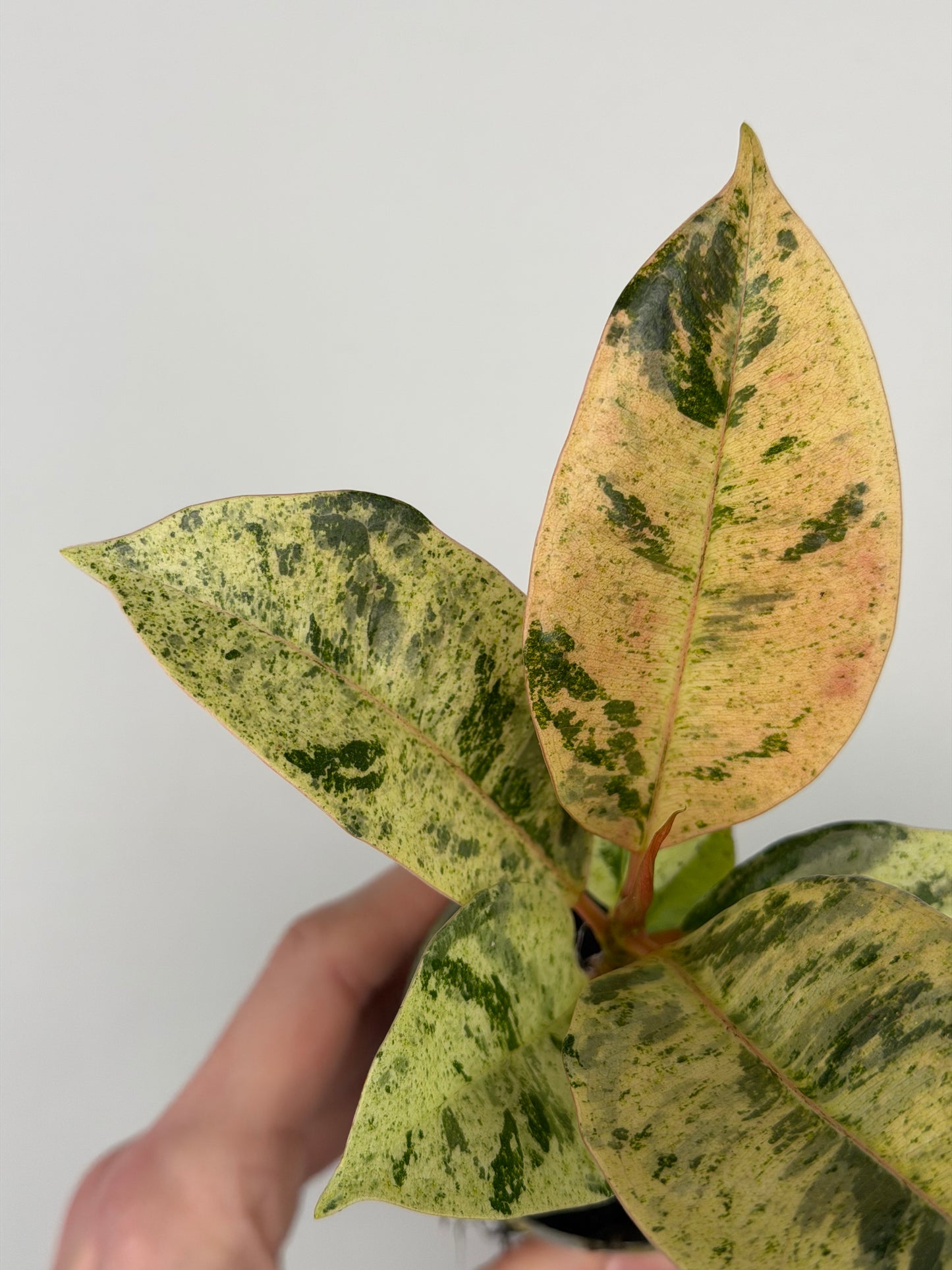 Ficus elastica 'Shivereana Moonshine'