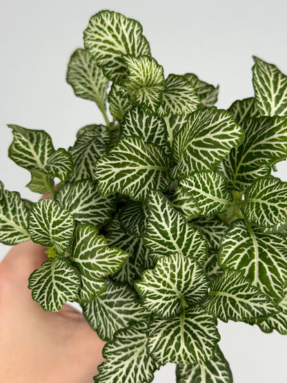 Fittonia 'White Tiger' Fittonia Tropical Corner