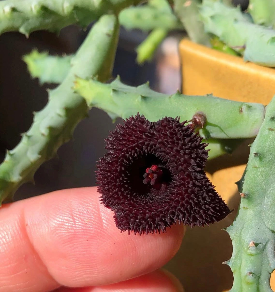 Stapelia Huernia Pendurata
