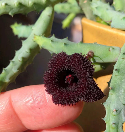 Stapelia Huernia Pendurata