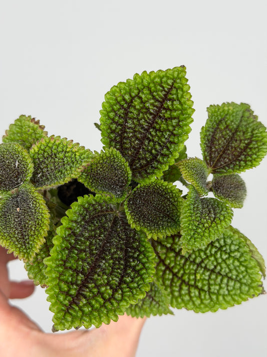 Pilea mollis 'Moon Valley' Pilea Tropical Corner