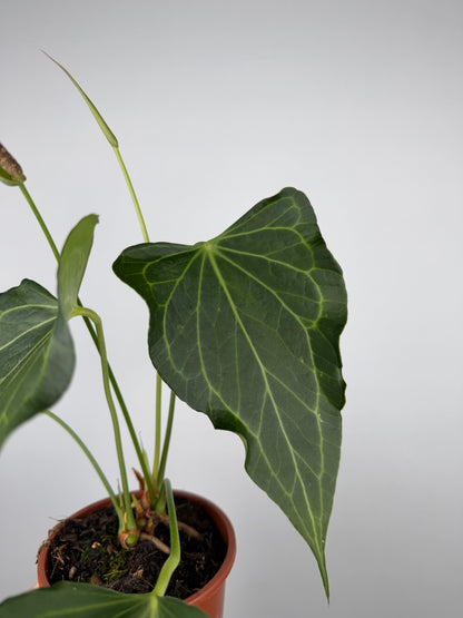 Anthurium Delta Force