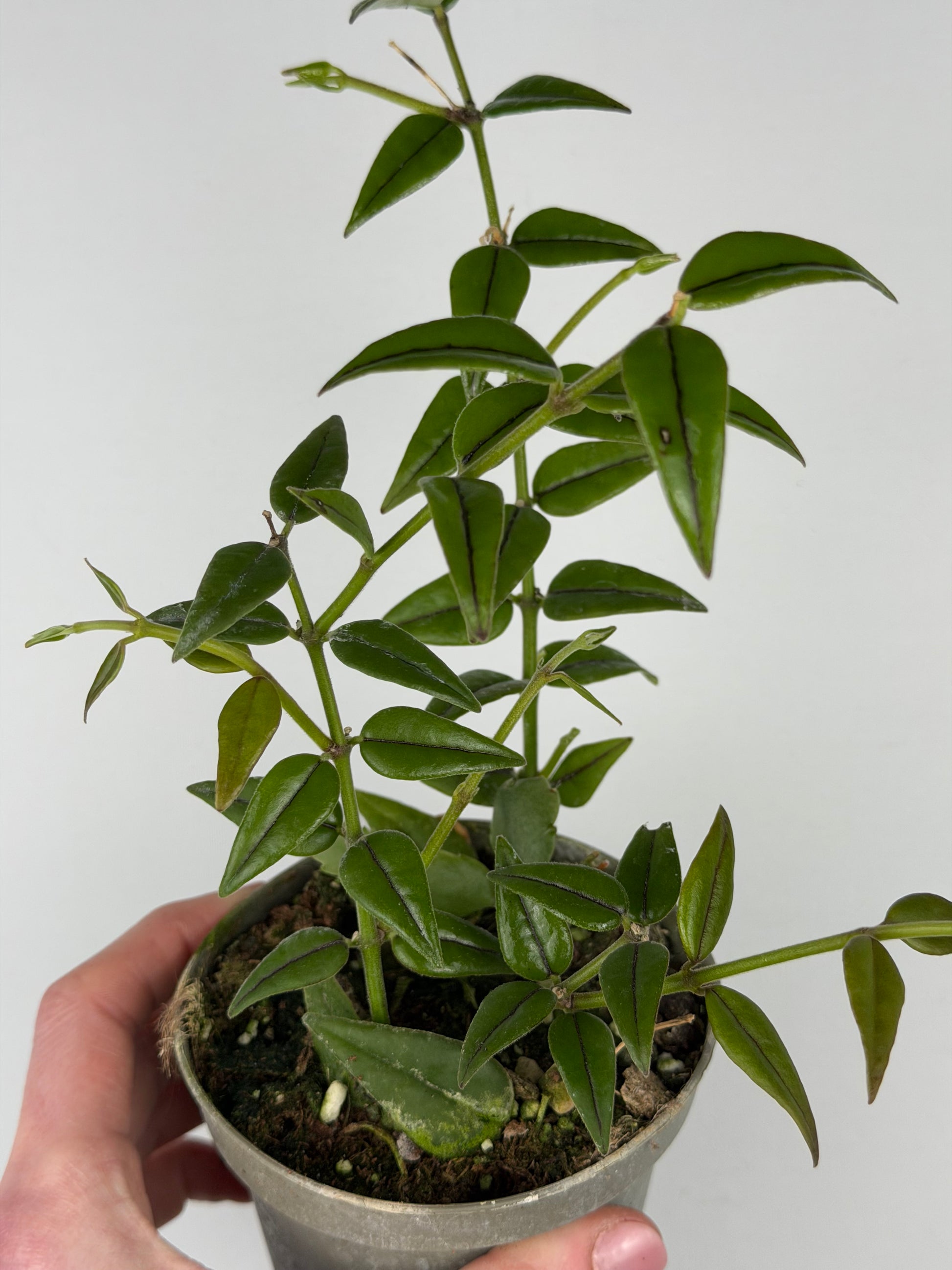 Hoya Bella Hoya Tropical Corner ”M” 9 cm