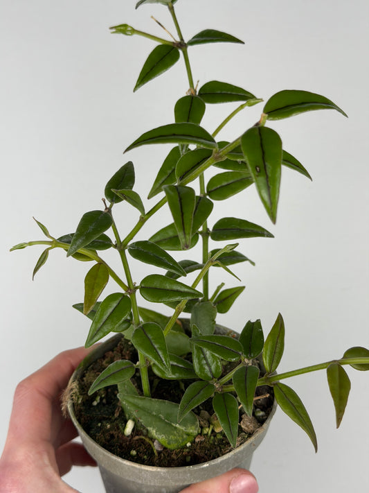 Hoya Bella Hoya Tropical Corner ”M” 9 cm