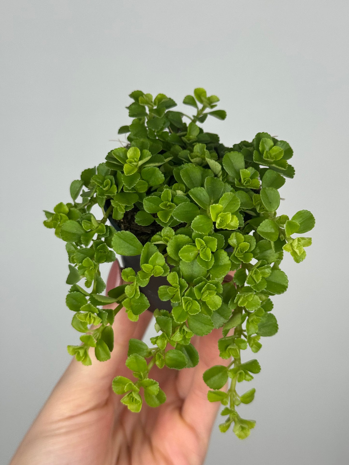 Pilea Depressa 'Sao Paulo'