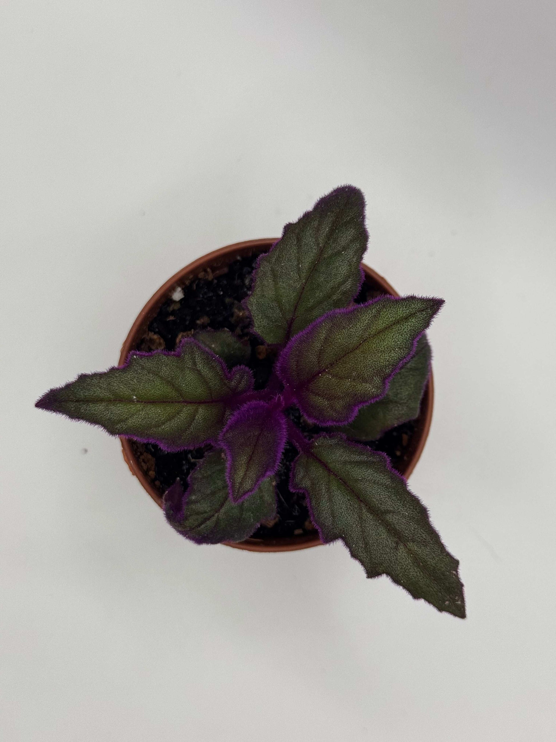 Gynura Aurantiaca “Purple passion”