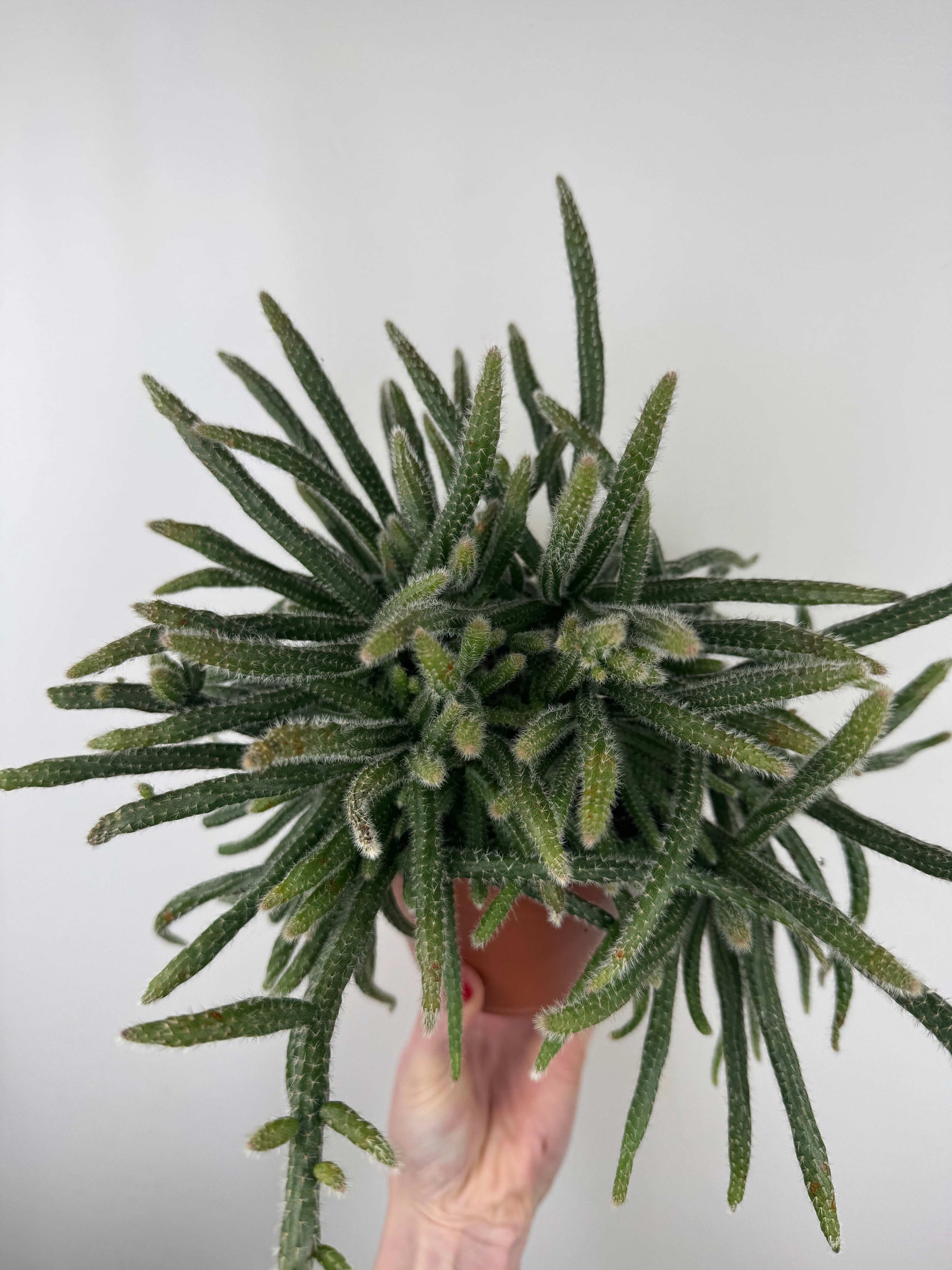 Rhipsalis Baccifera “Horrida”