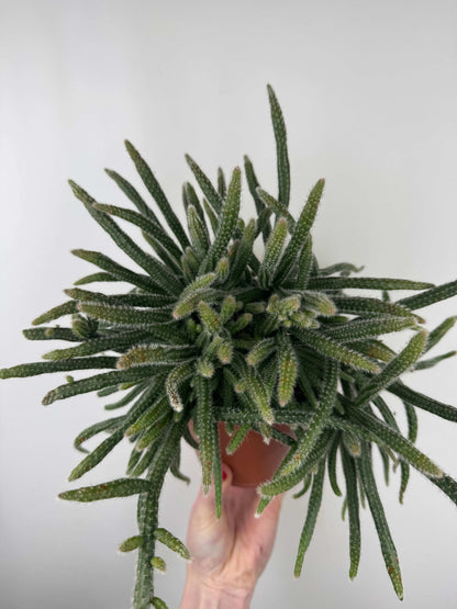 Rhipsalis Baccifera “Horrida”