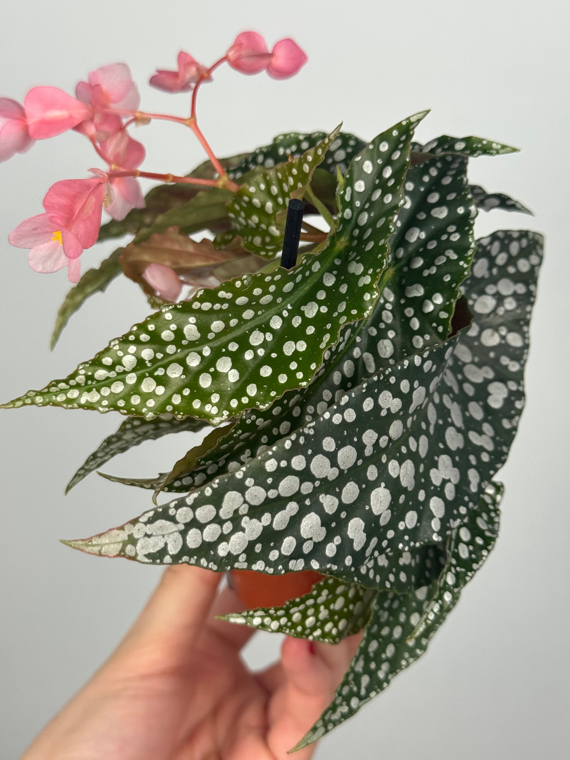 Begonia maculata “Double dot”