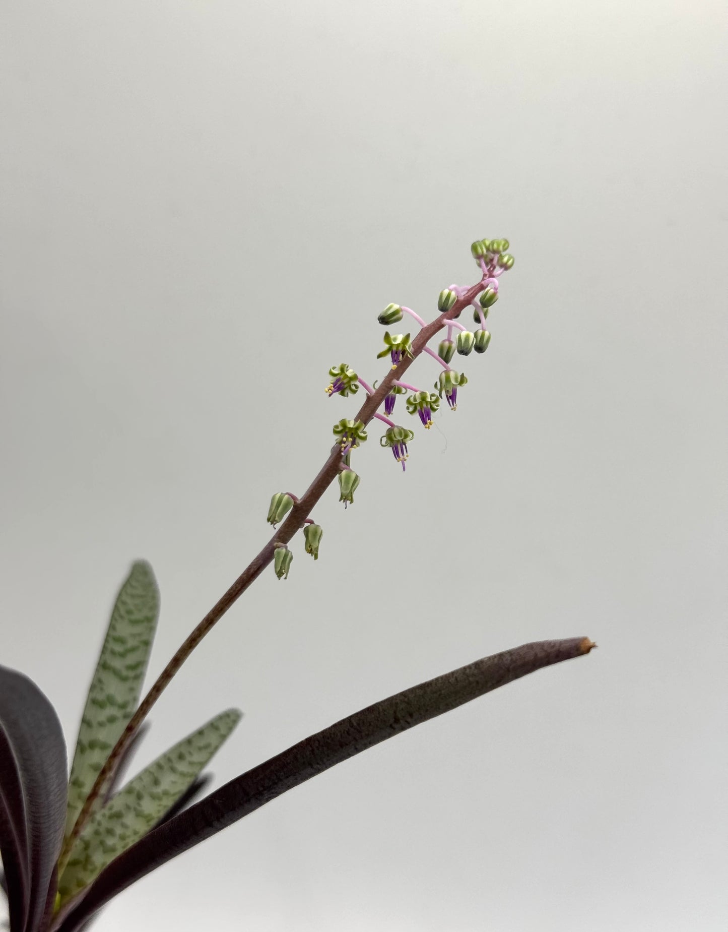 Scilla Violacea | Ledebouria
