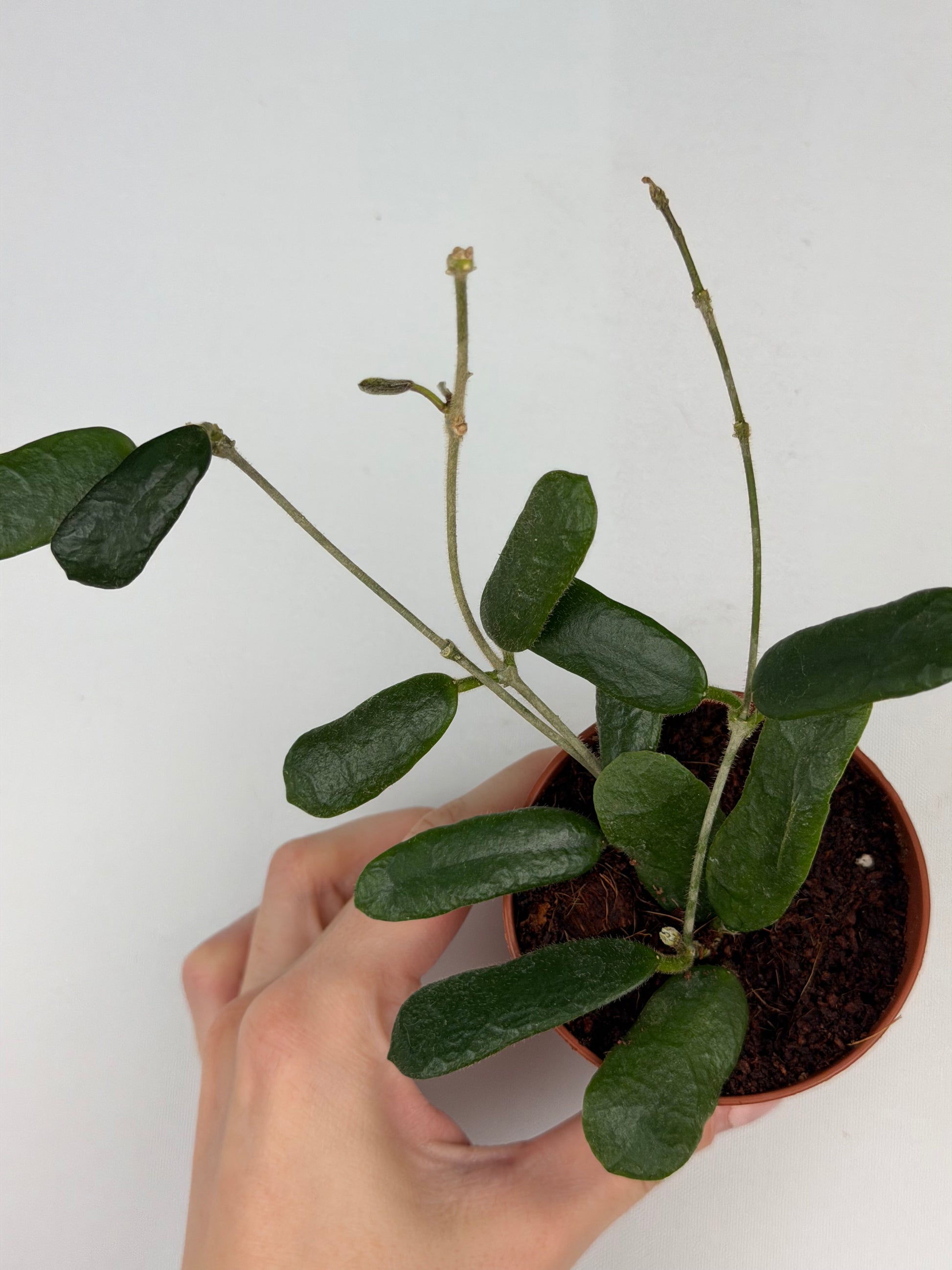 Hoya Rotundiflora Hoya Tropical Corner