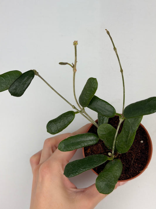 Hoya Rotundiflora Hoya Tropical Corner