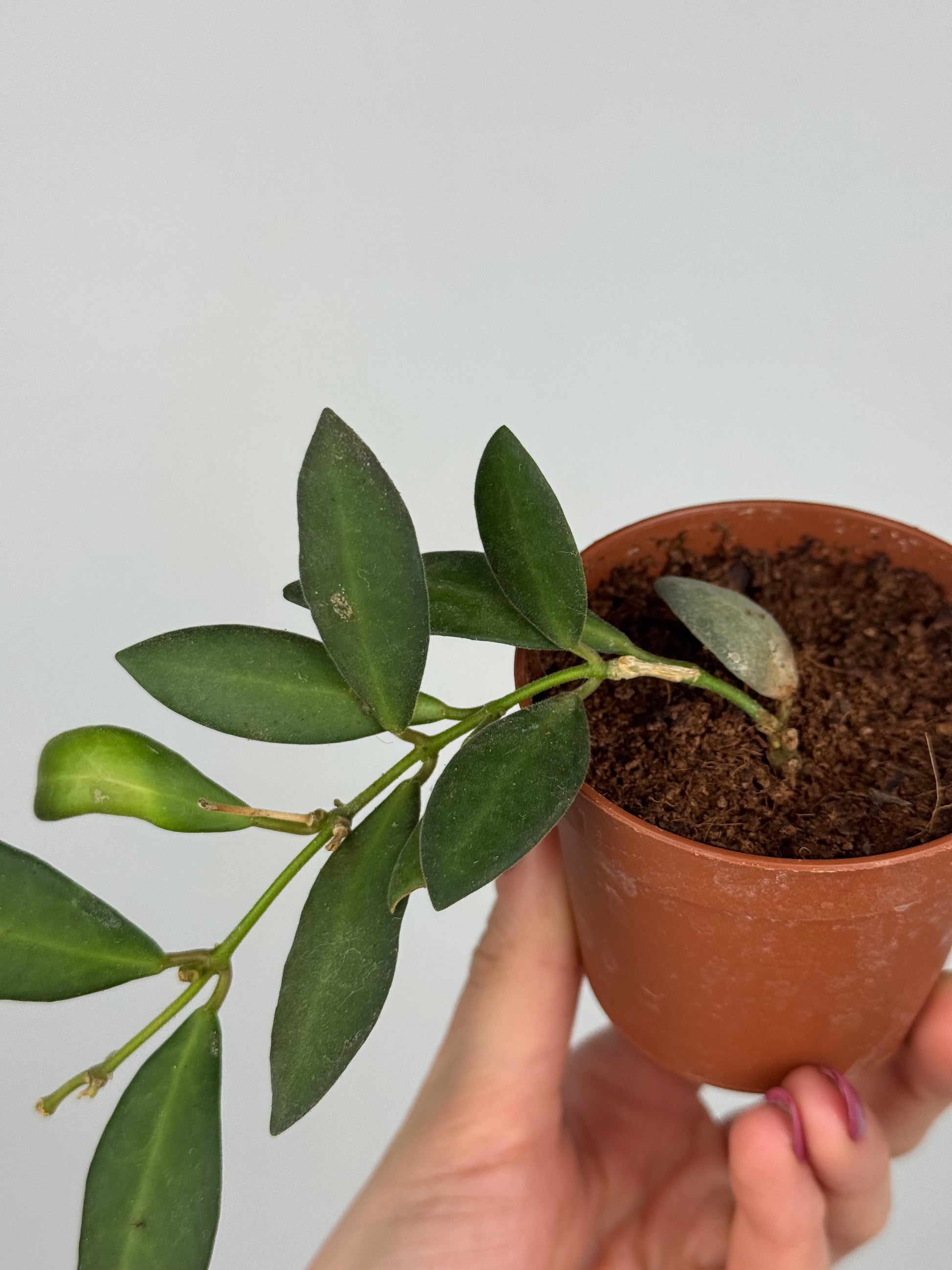 Hoya Burtoniae | Erica