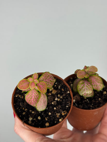 Fittonia Bundle | Dina & Dinetta