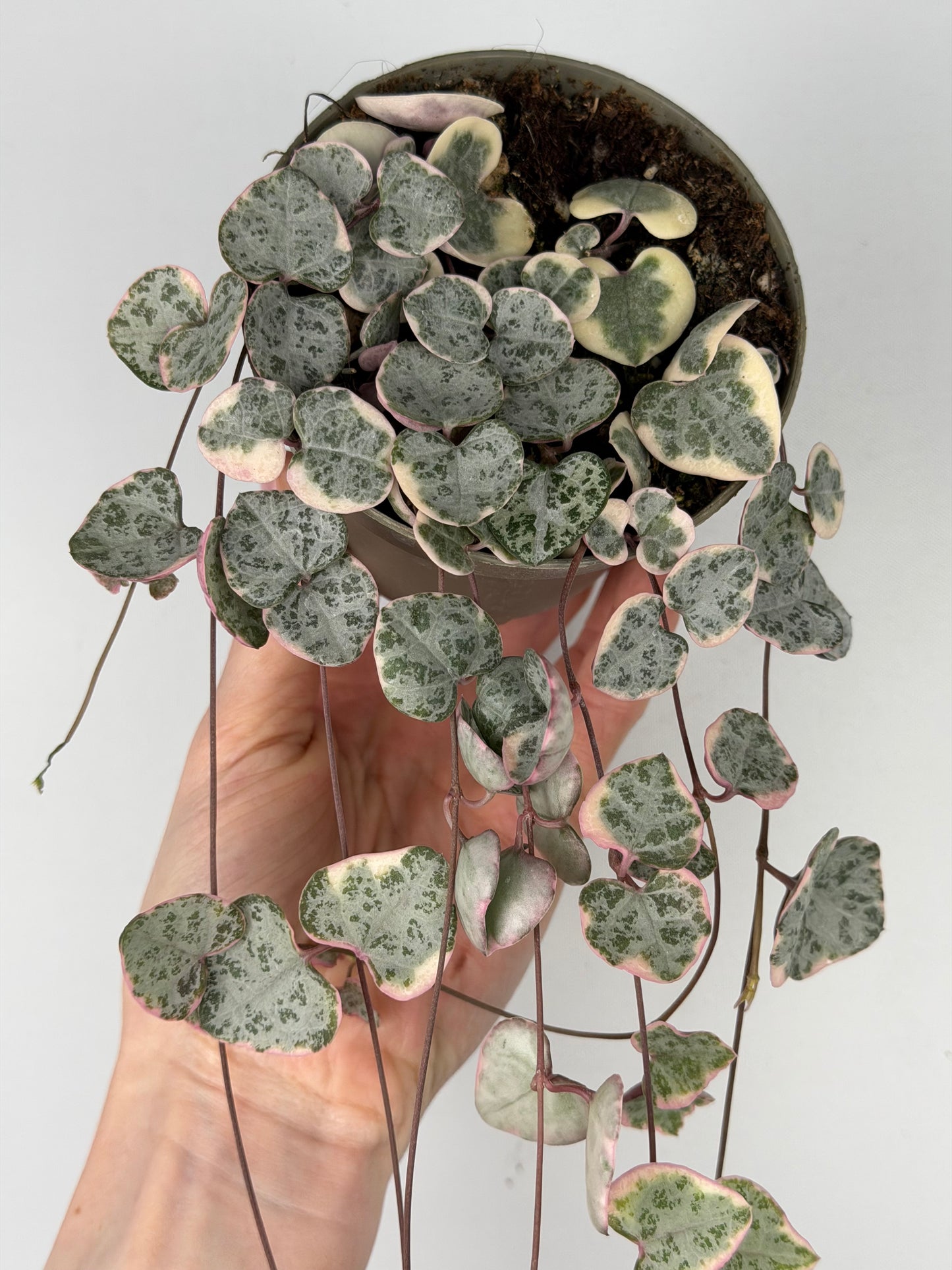 Ceropegia woodii 'String of hearts' variegata Ceropegia Tropical Corner