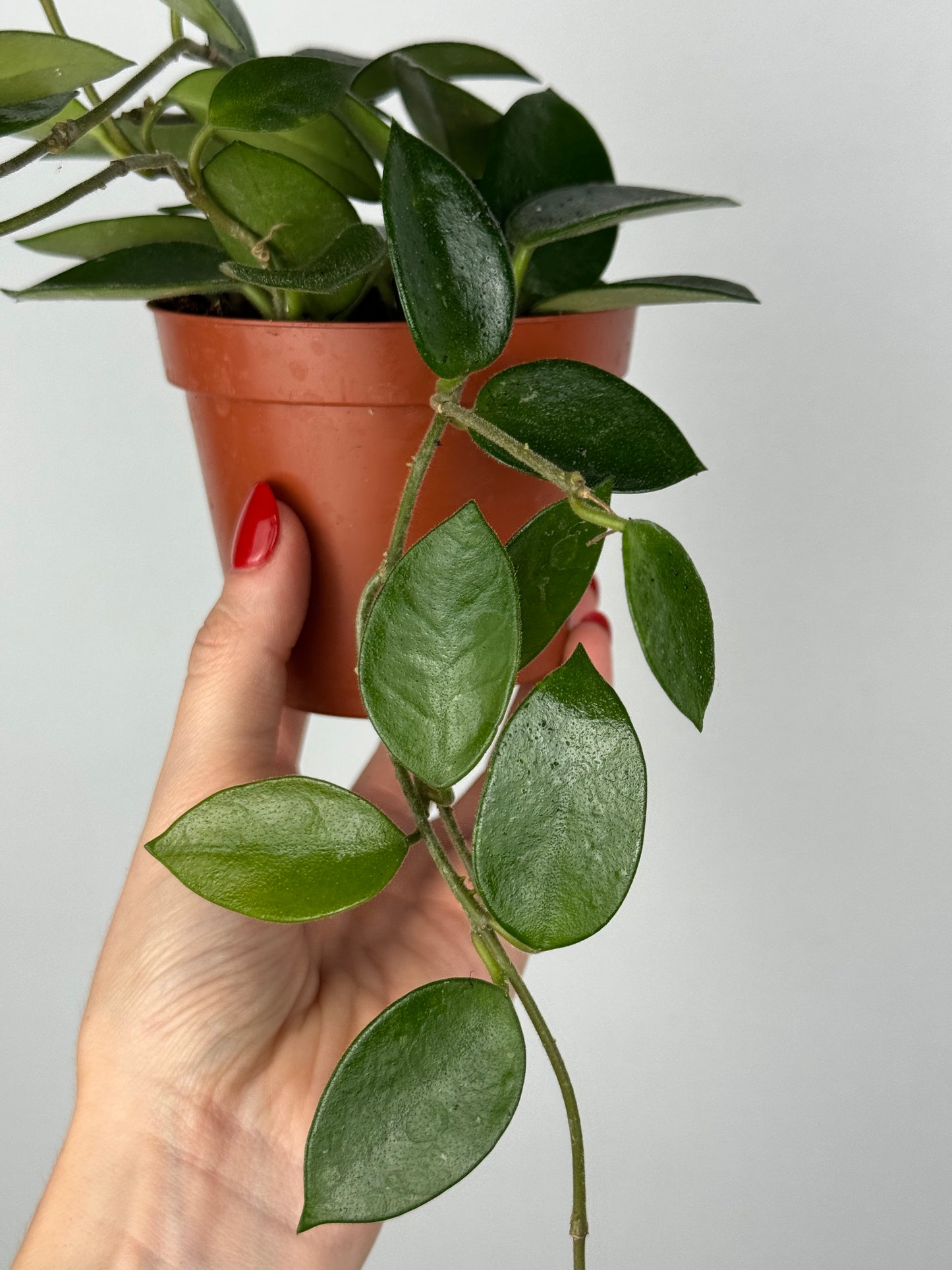 Hoya Chouke