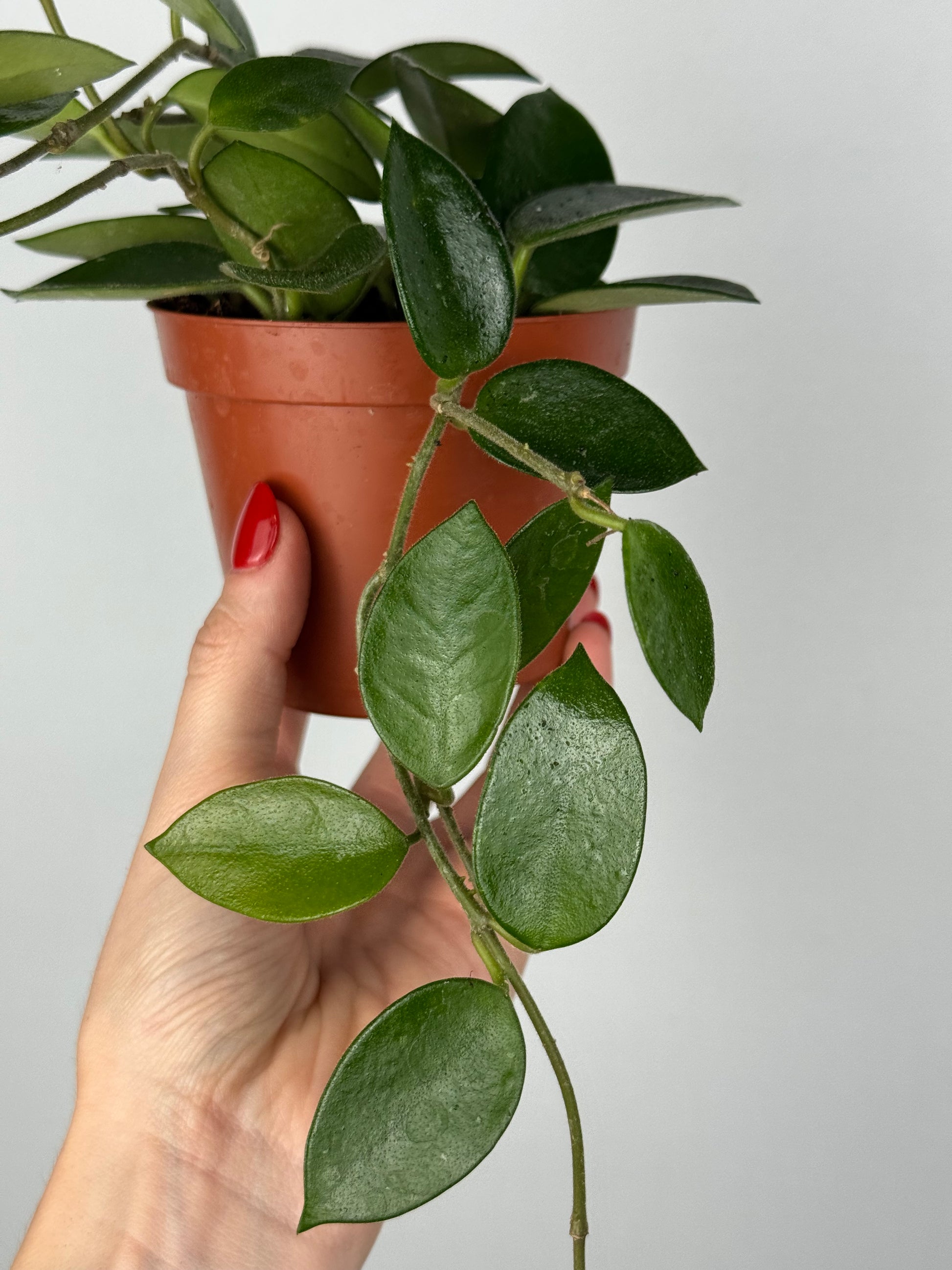 Hoya Chouke