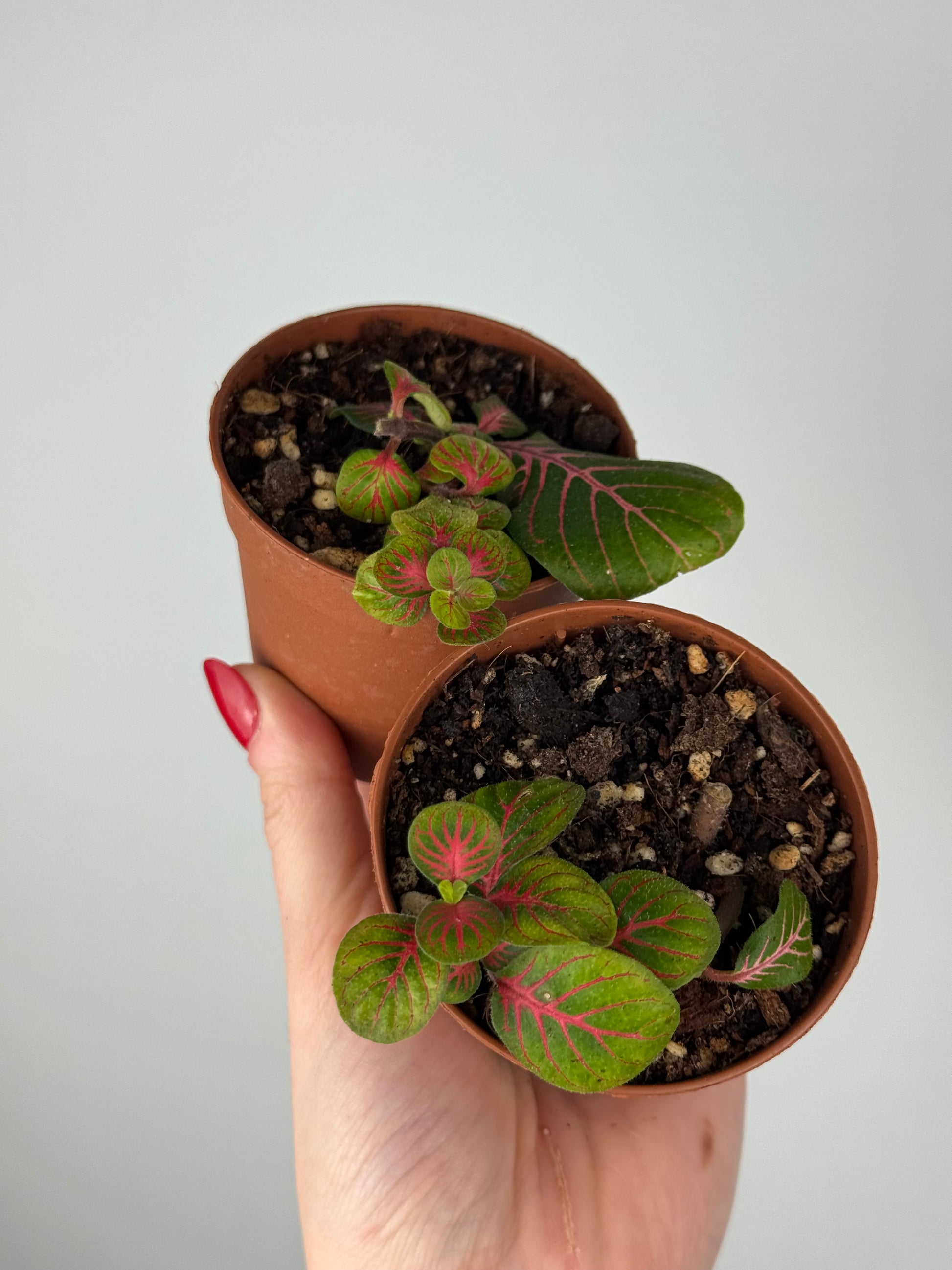 Fittonia Bundle | Tina & Tinetta