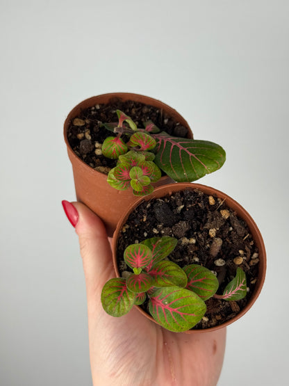 Fittonia Bundle | Tina & Tinetta