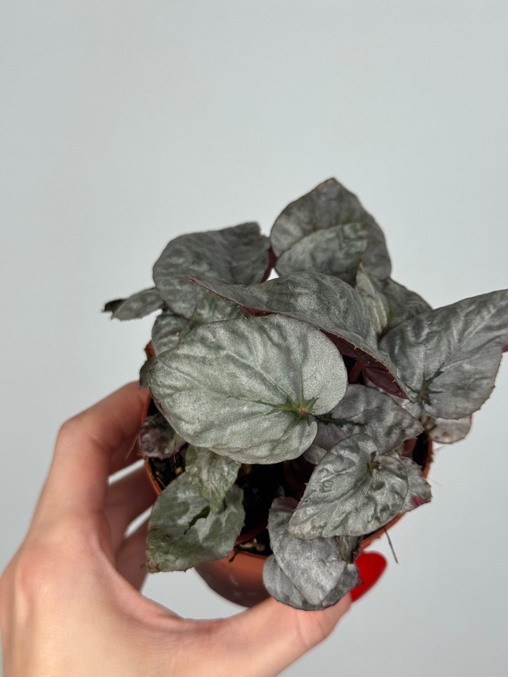 Begonia Rex “Arctic Breeze”