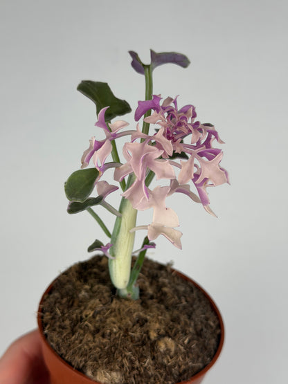 Senecio Articulatus Variegata Tropical Corner