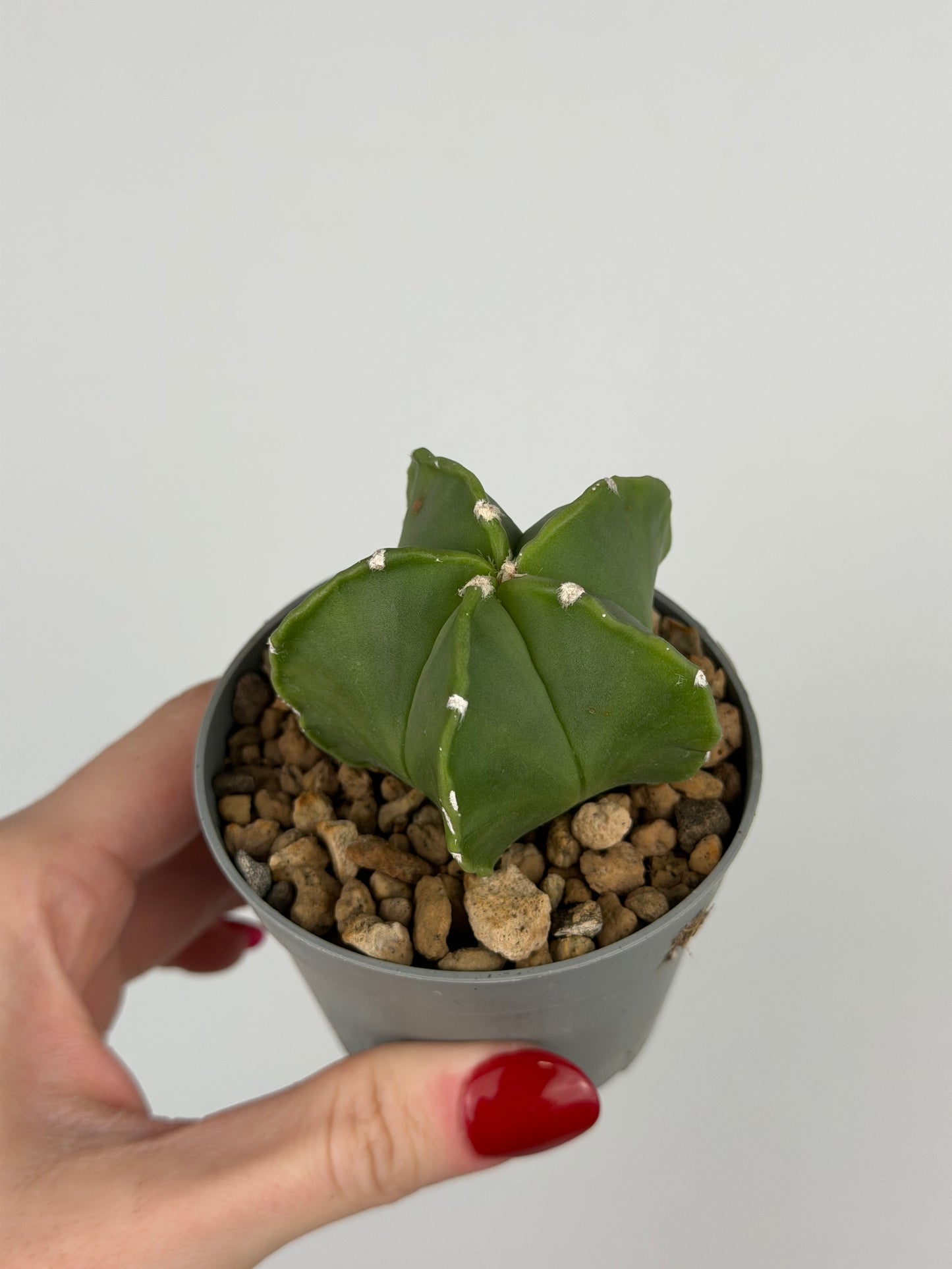 Astrophytum myriostigma 'nudum'