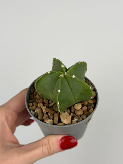 Astrophytum myriostigma 'nudum'