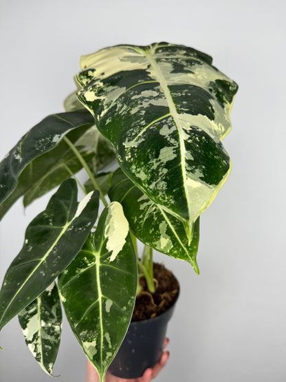 Alocasia Frydek variegata