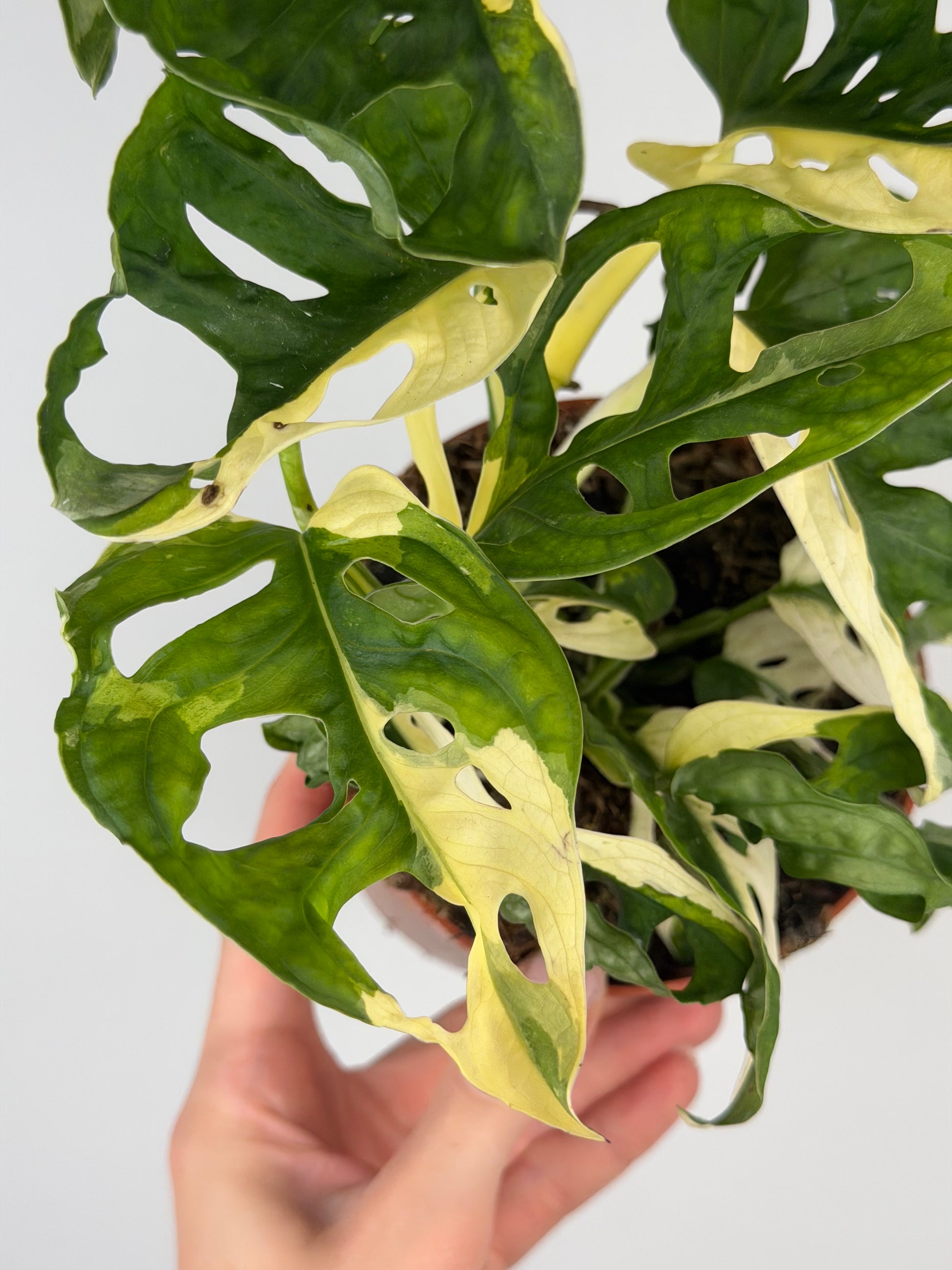 Monstera Adansonii Variegata Monstera Tropical Corner