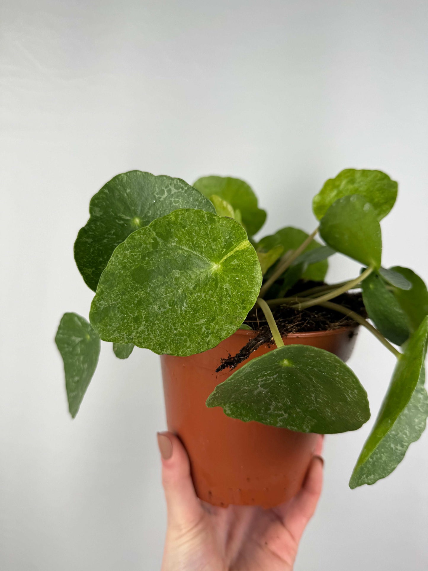 Pilea Peperomioides “Sugar”