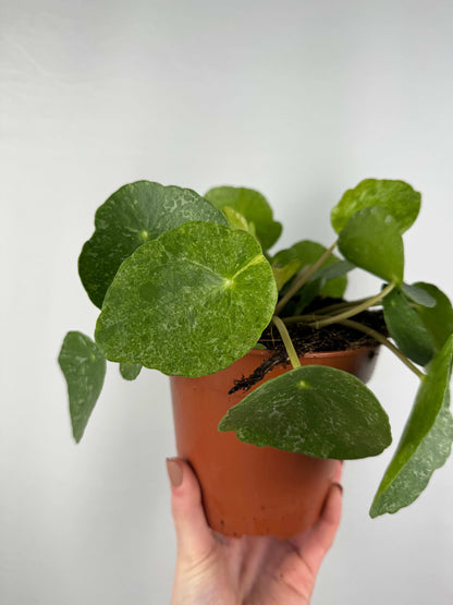 Pilea Peperomioides “Sugar”
