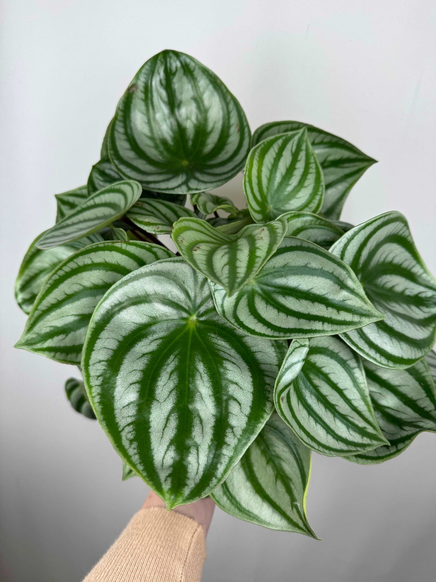 Peperomia Argyreia “Watermelon”