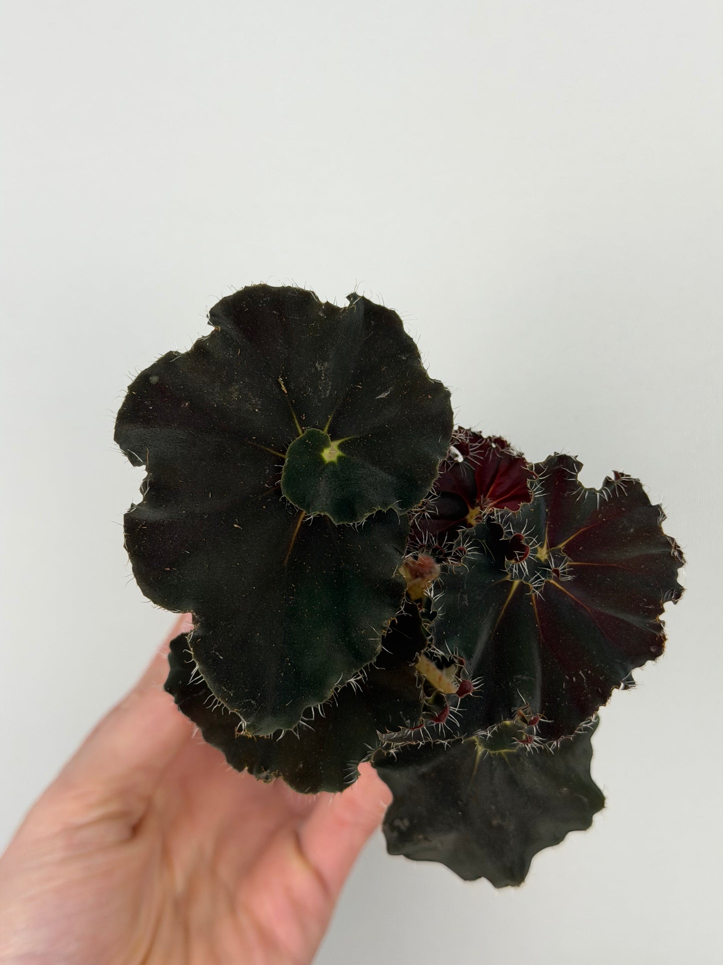 Begonia 'Dark Mambo'