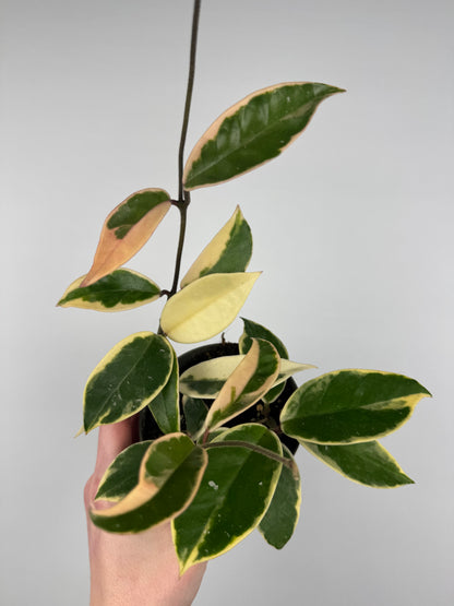 Hoya Carnosa Krimson Queen