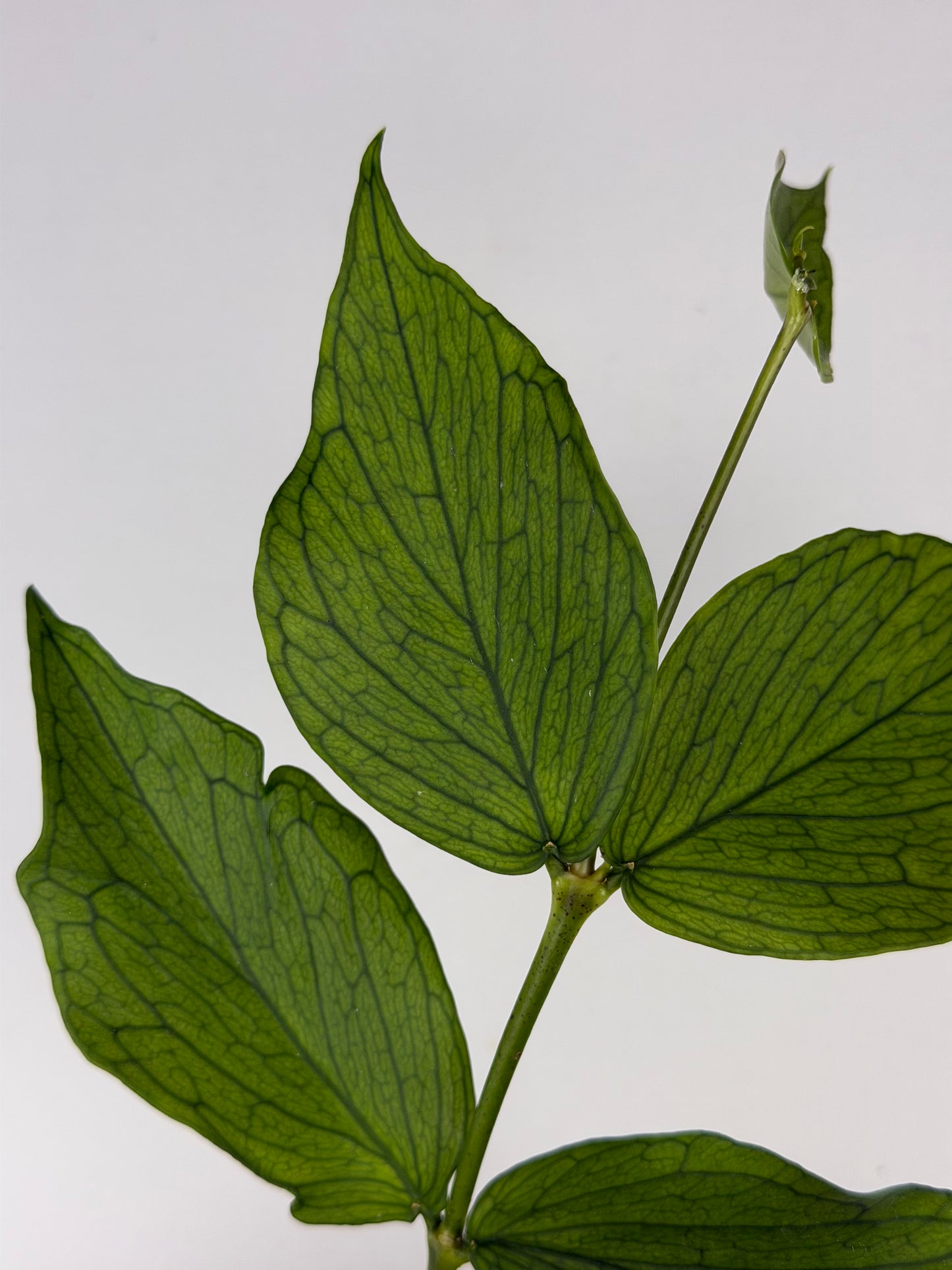 Hoya Polyneura