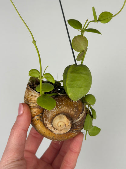 Dischidia 'Pectinoides' | Shelly hag Dischidia Tropical Corner
