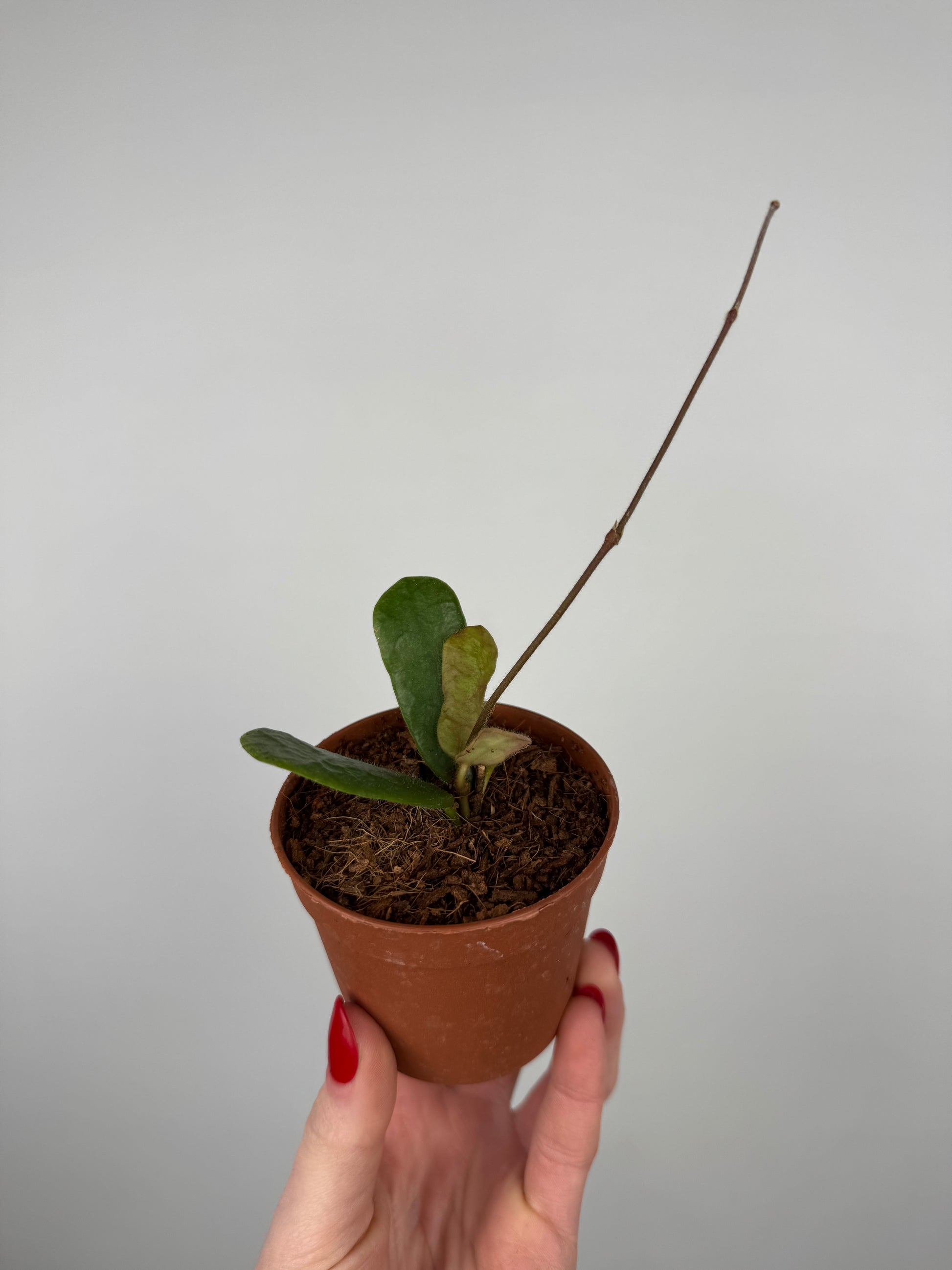 Hoya Rotundiflora