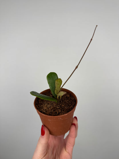 Hoya Rotundiflora