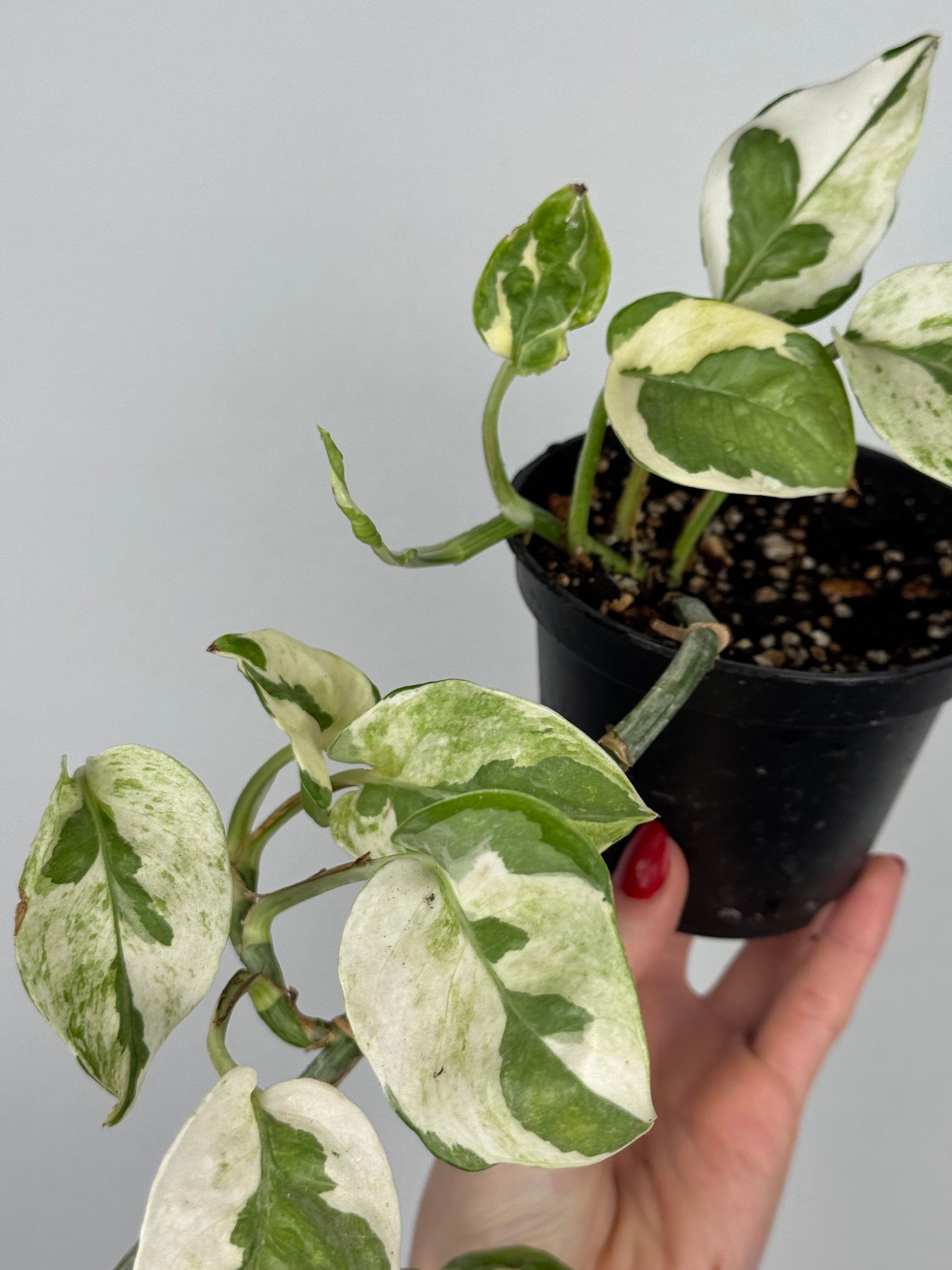 Epipremnum N’Joy | Milo