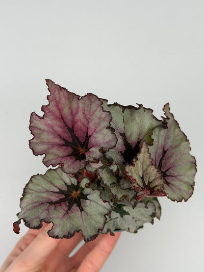 Begonia 'Spirit of Kwale'
