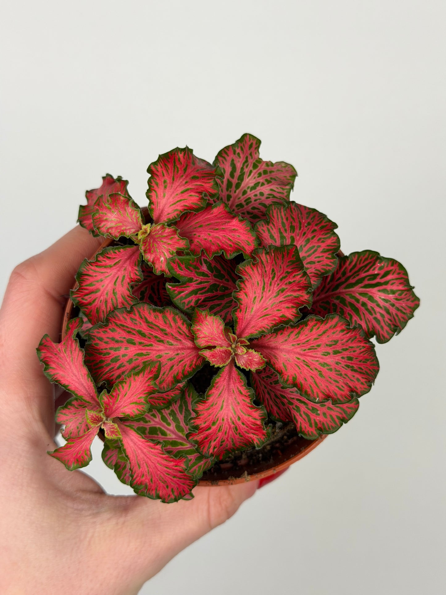 Fittonia 'Forest Flame' Fittonia Tropical Corner