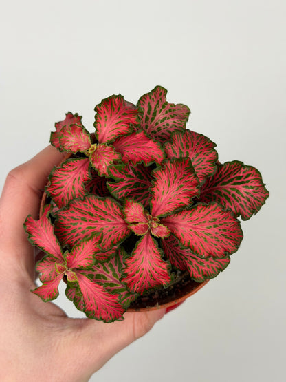 Fittonia 'Forest Flame' Fittonia Tropical Corner