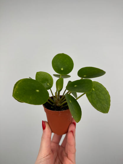 Pilea Peperomioides