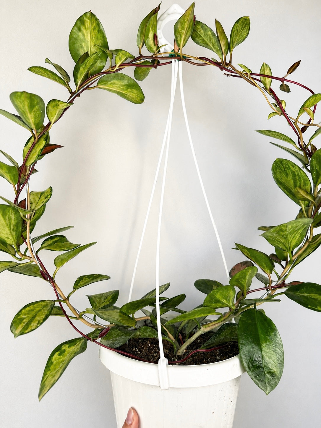Hoya Australis 'Lisa' Hoya Tropical Corner “L” cerchio 18 cm