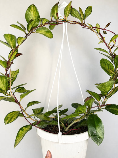 Hoya Australis 'Lisa' Hoya Tropical Corner “L” cerchio 18 cm