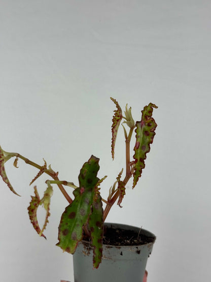 Begonia Amphioxus | Iris