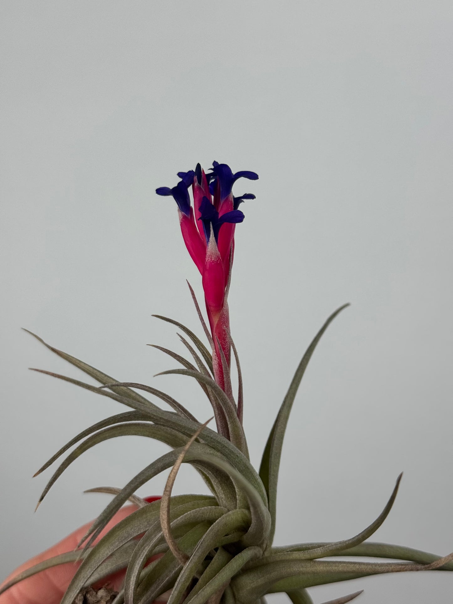 Tillandsia aeranthos